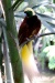38400xcitefun-birds-of-paradise-paradisaeidae